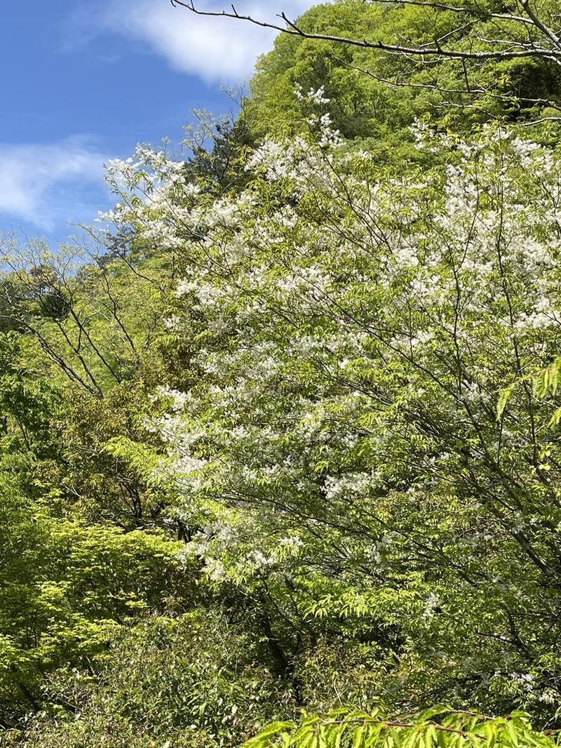 Fraxinus lanuginosa photo 7