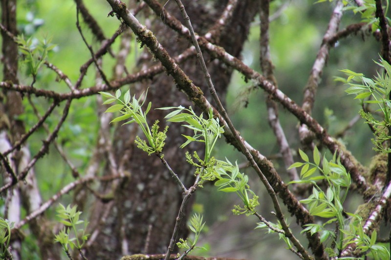 Oregon Ash