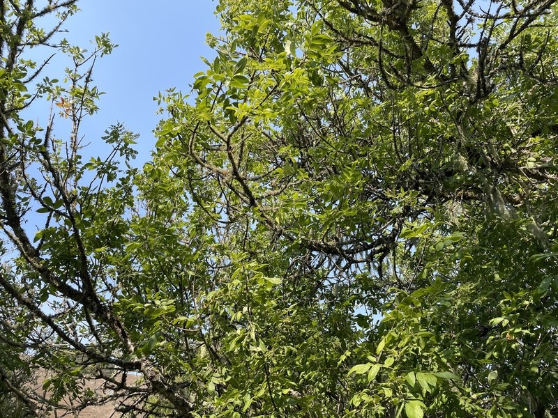 Oregon Ash photo 6