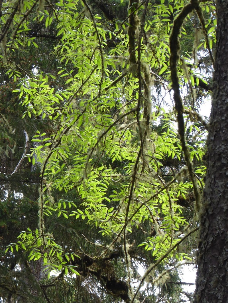 Oregon Ash photo 8
