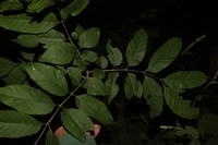 Fraxinus longicuspis