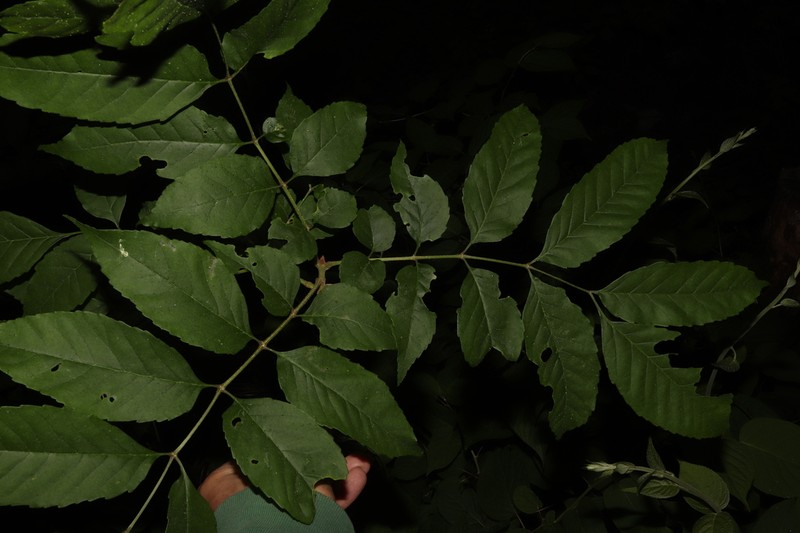 Fraxinus longicuspis
