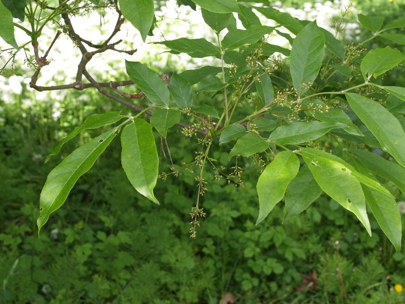 Fraxinus longicuspis photo 2