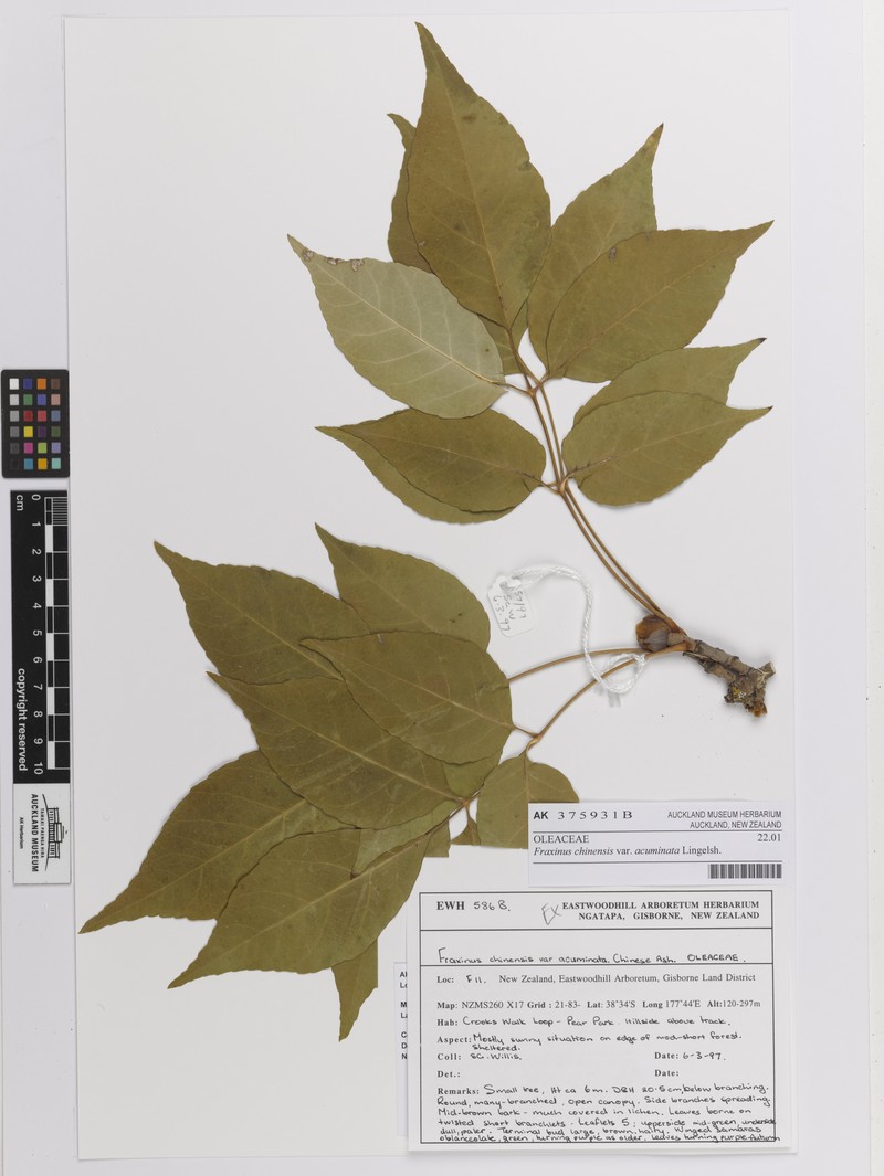 Fraxinus longicuspis photo 3
