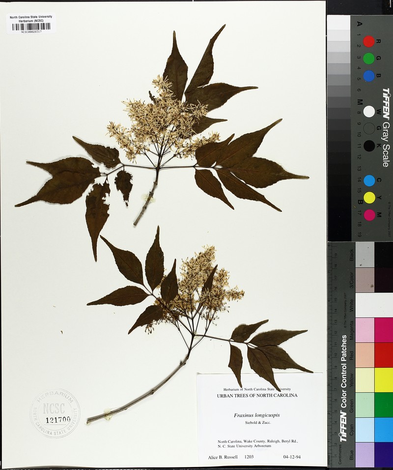 Fraxinus longicuspis photo 4
