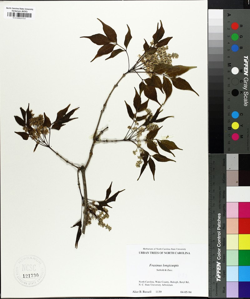 Fraxinus longicuspis photo 5