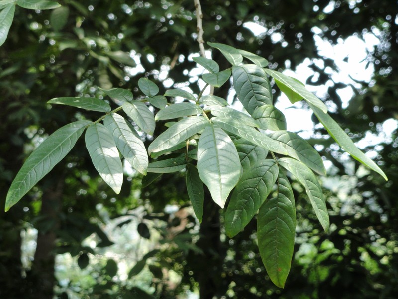 Fraxinus malacophylla