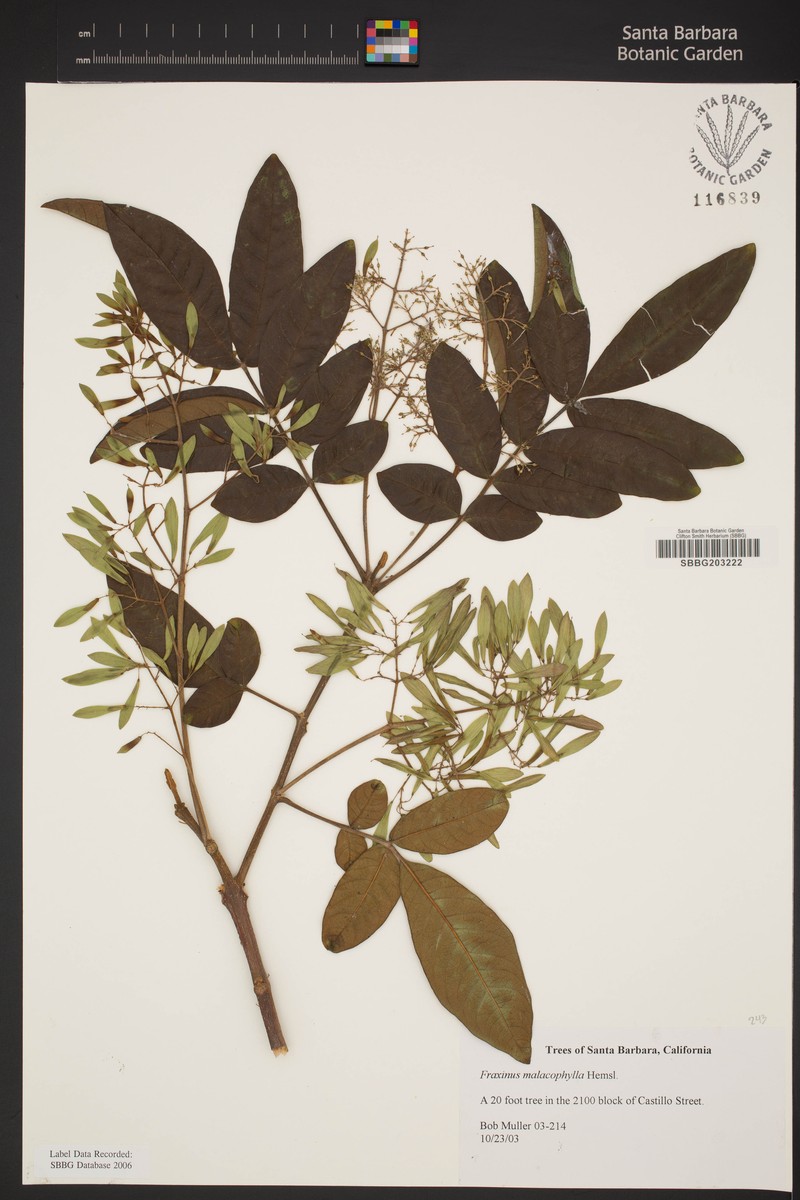 Fraxinus malacophylla photo 2