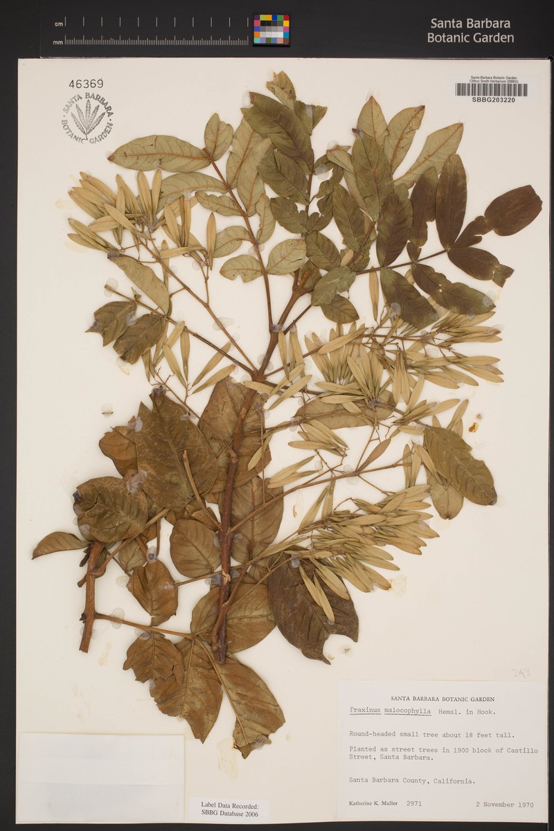 Fraxinus malacophylla photo 3