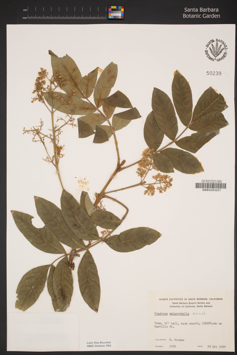 Fraxinus malacophylla photo 4