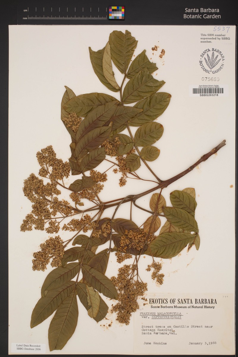 Fraxinus malacophylla photo 5