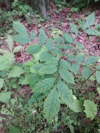 Manchurian Ash