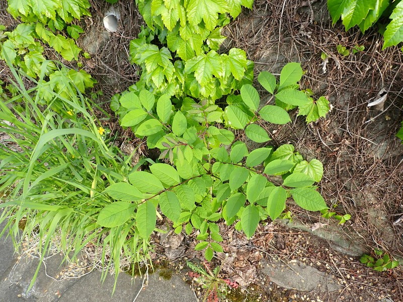 Manchurian Ash photo 2