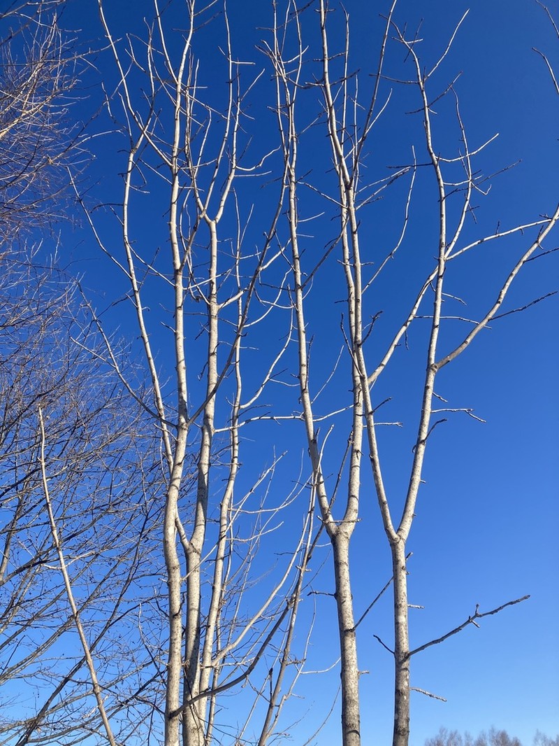 Manchurian Ash photo 3