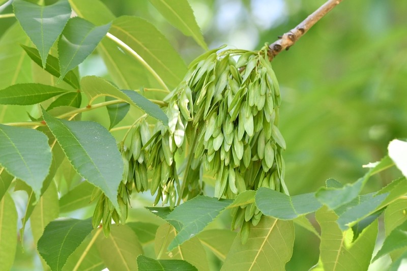 Manchurian Ash photo 4