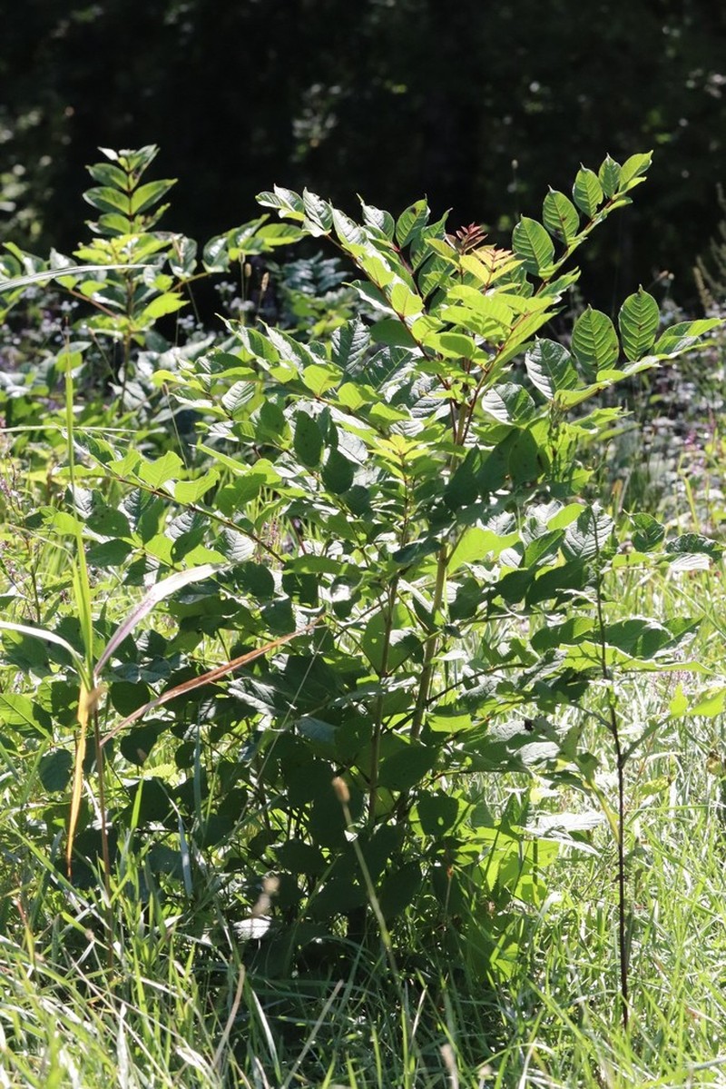 Manchurian Ash photo 5