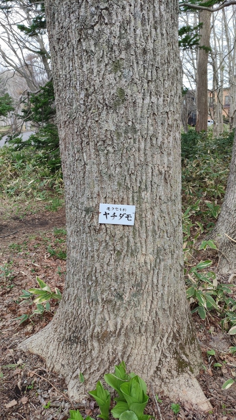 Manchurian Ash photo 7