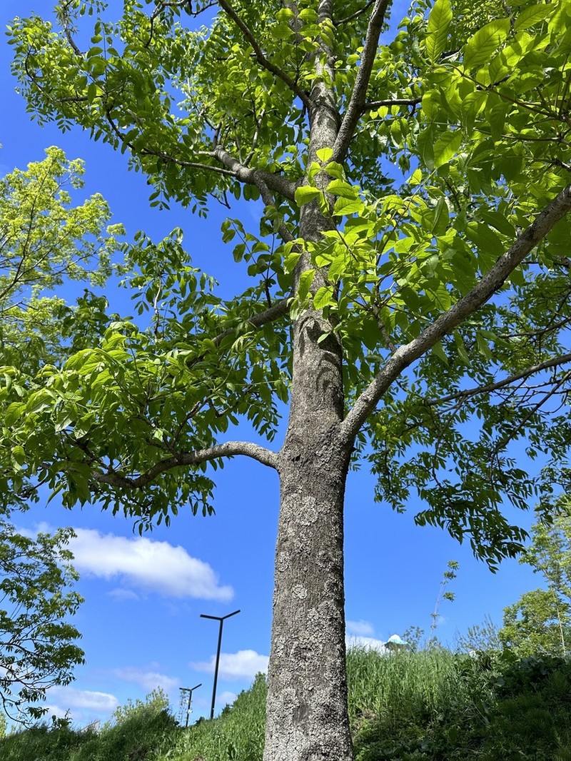 Manchurian Ash photo 8