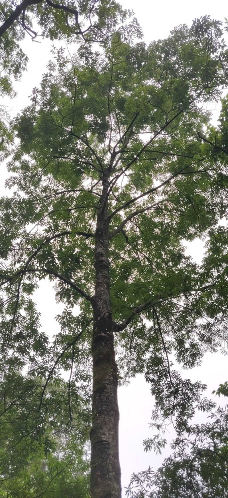 Fraxinus micrantha
