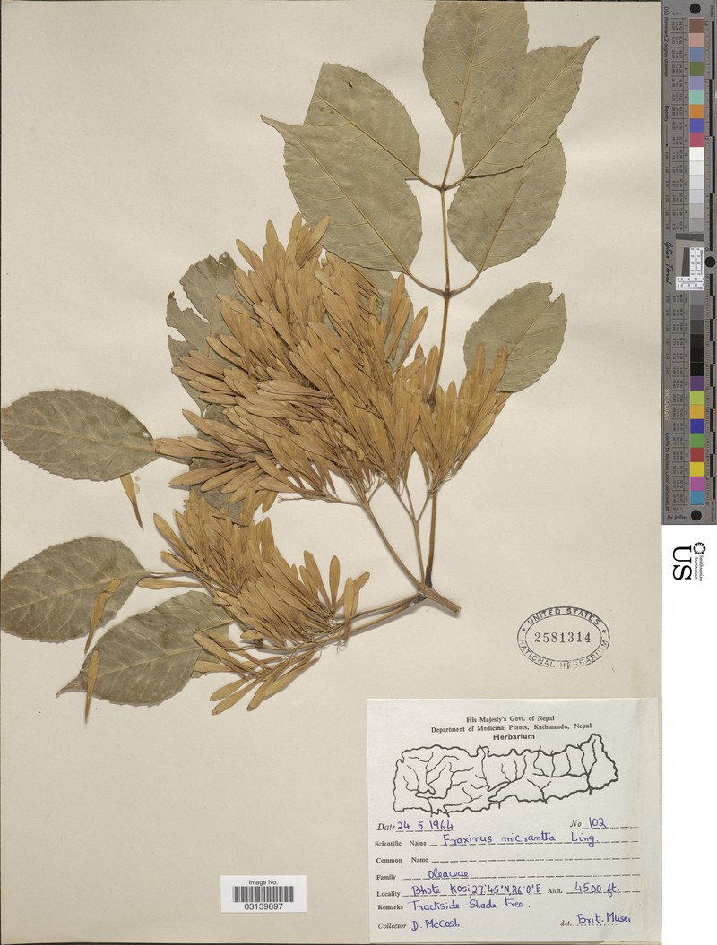 Fraxinus micrantha photo 2