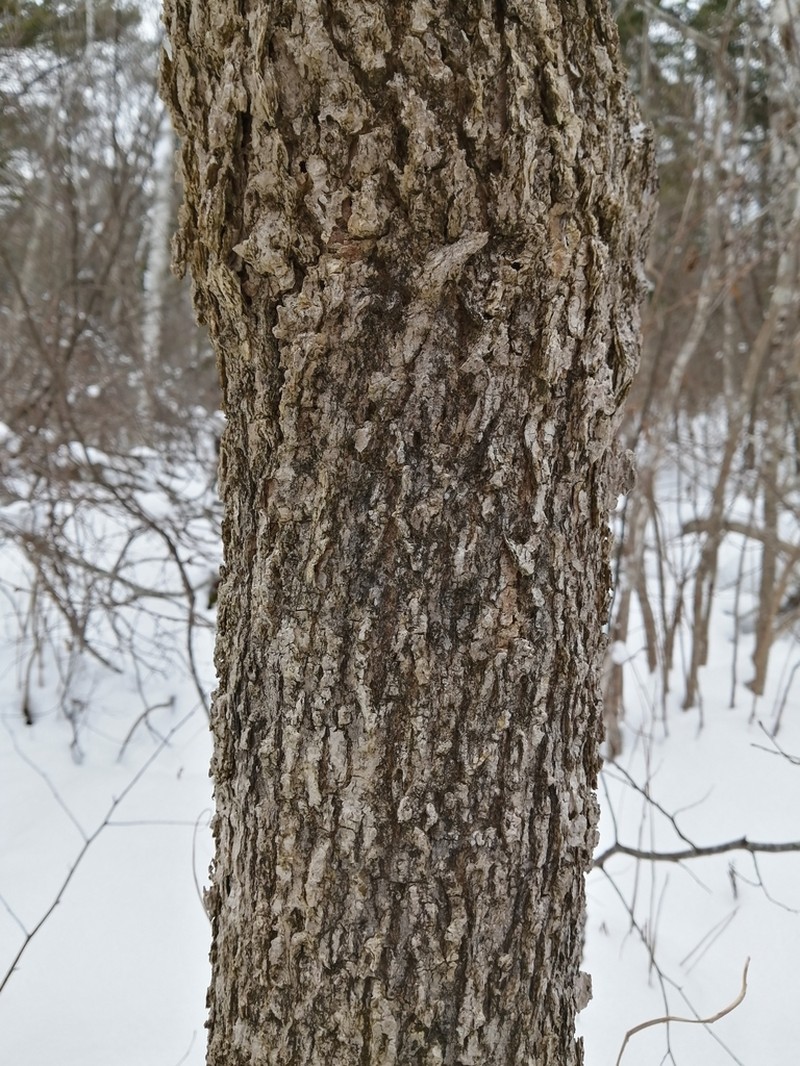 Black Ash photo 2