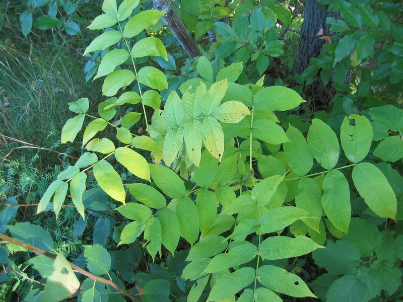 Black Ash photo 7