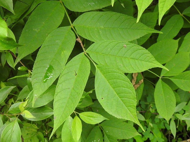 Black Ash photo 8