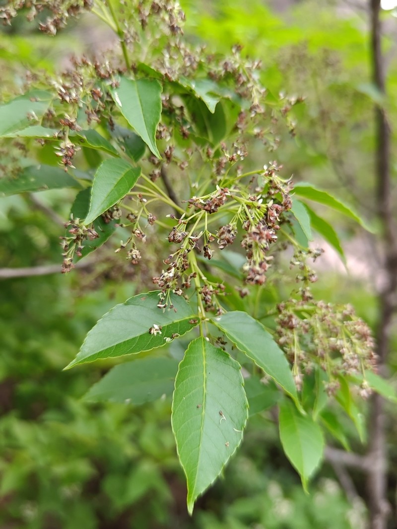 Fraxinus odontocalyx