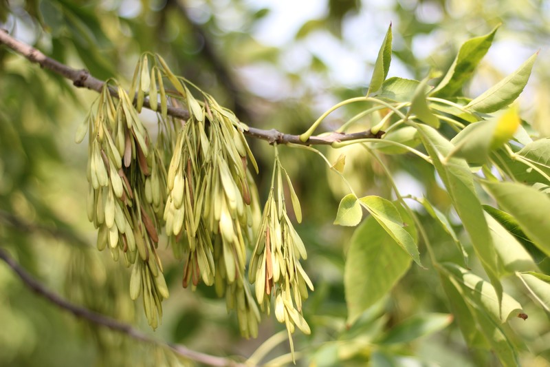 Flowering Ash photo 6