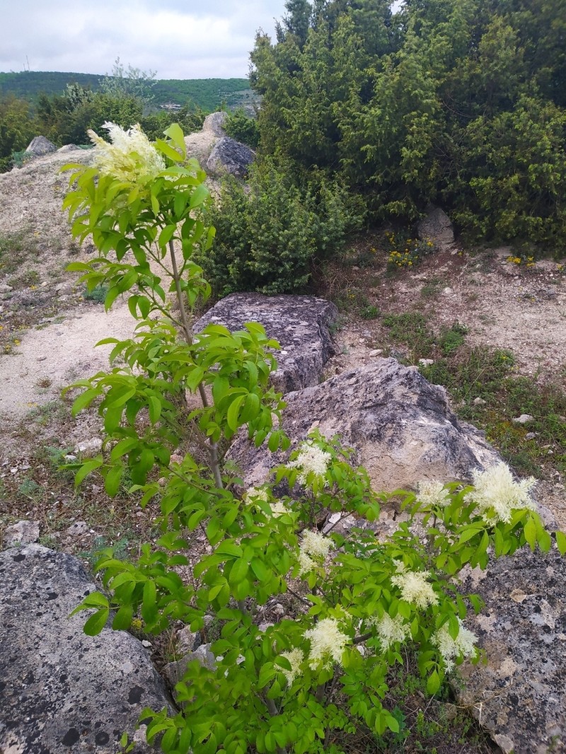 Flowering Ash photo 7