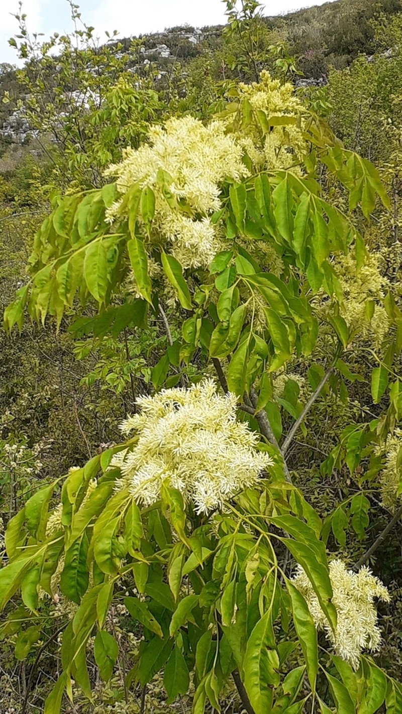 Flowering Ash photo 8