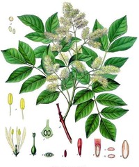 Flowering Ash