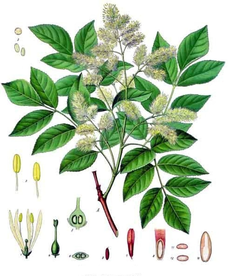 Flowering Ash