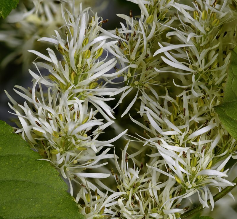 Flowering Ash