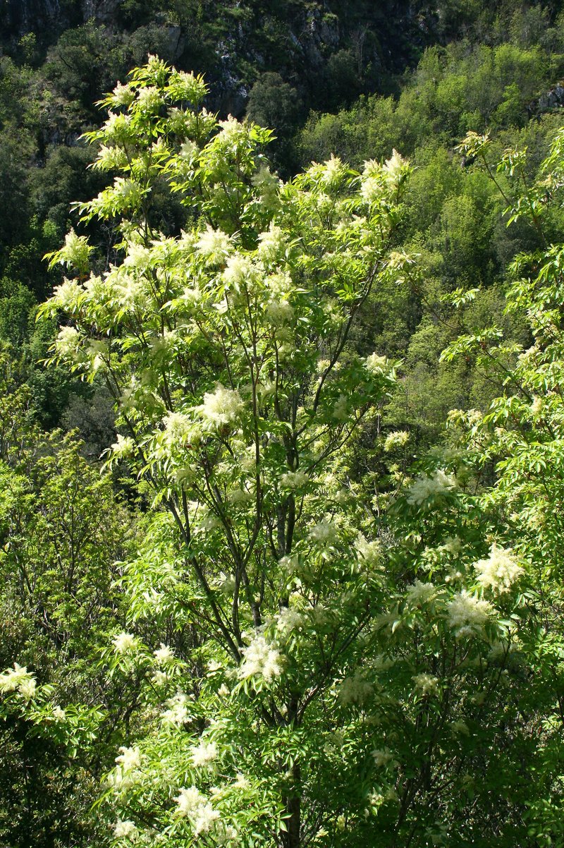 Flowering Ash photo 3