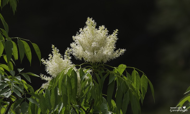 Fraxinus ornus subsp. cilicica