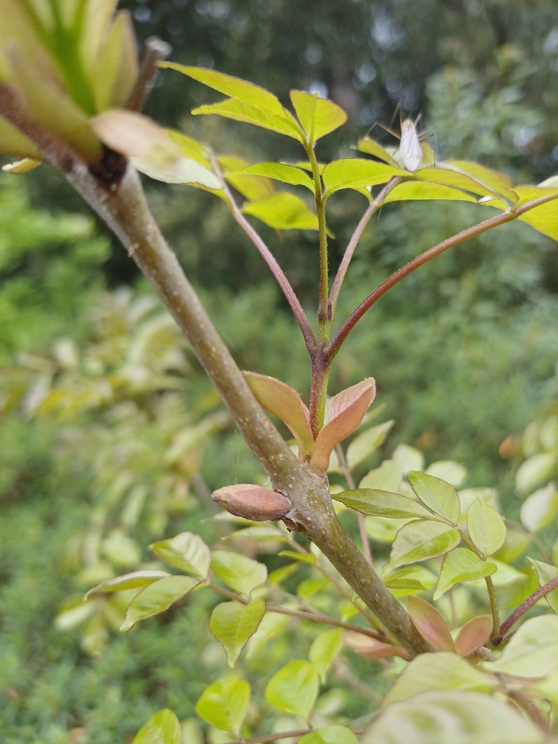 Fraxinus ornus subsp. ornus