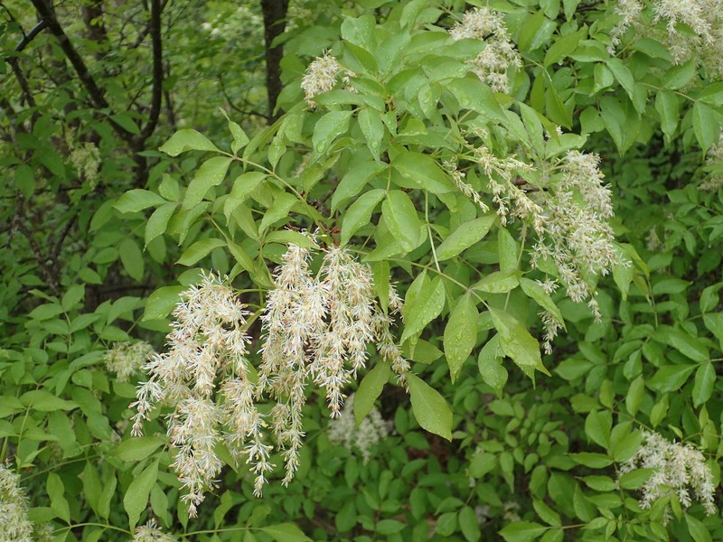 Fraxinus ornus subsp. ornus photo 2