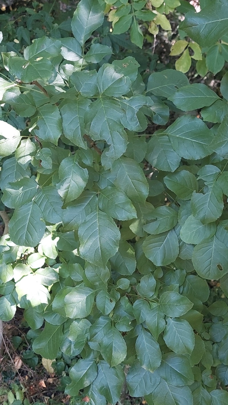 Fraxinus ornus subsp. ornus photo 3