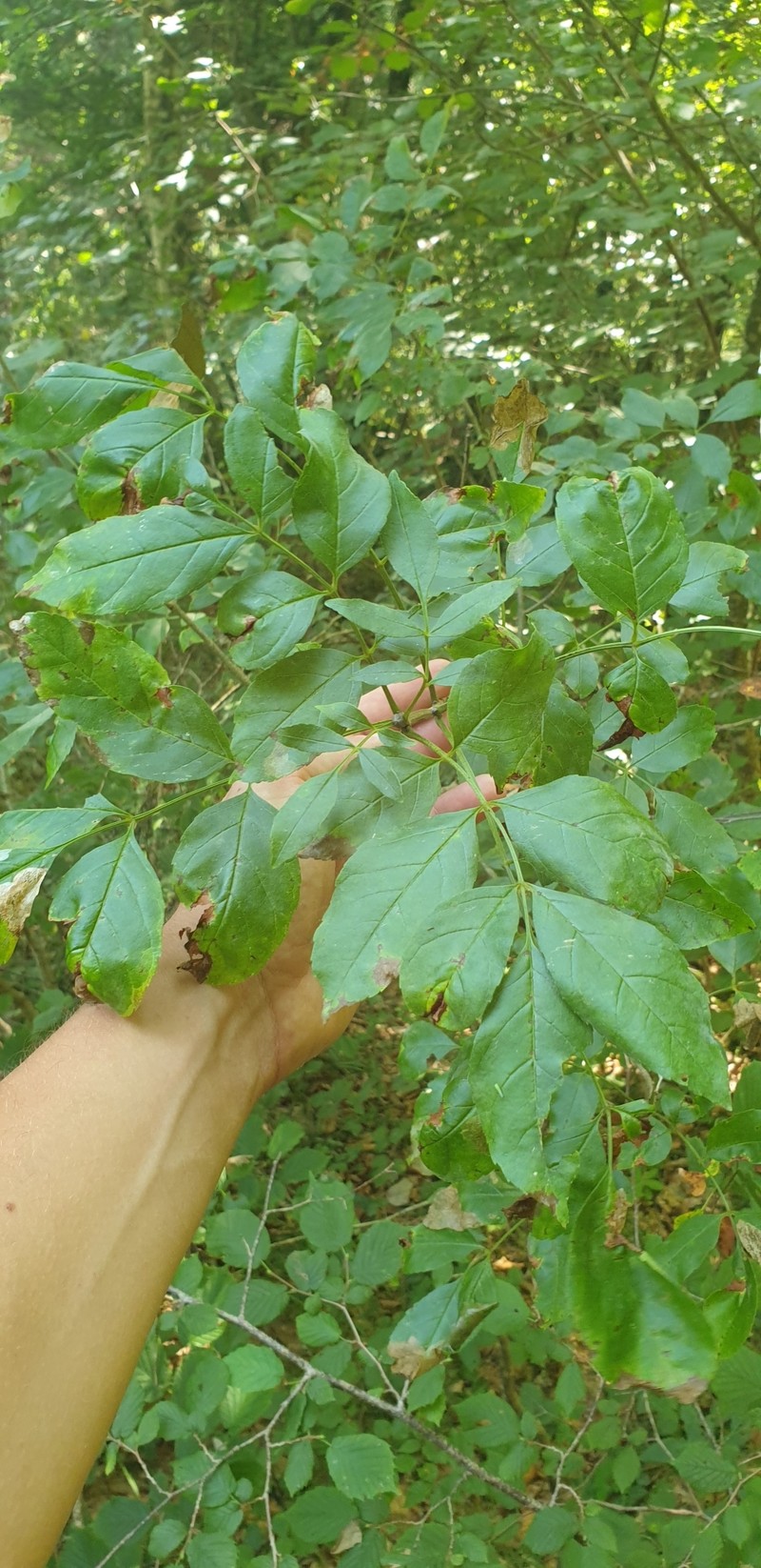 Fraxinus ornus subsp. ornus photo 4