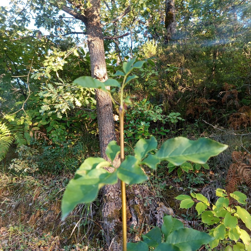 Fraxinus ornus subsp. ornus photo 5