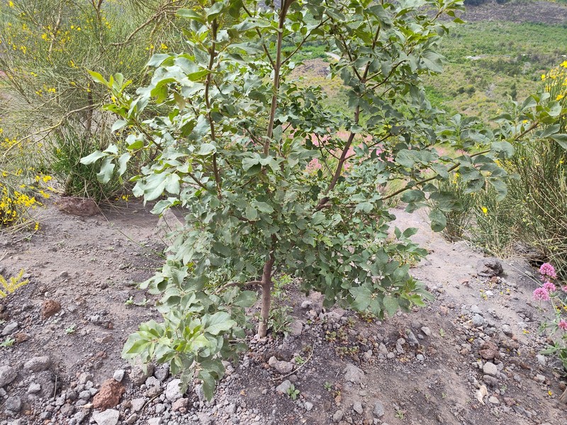 Fraxinus ornus subsp. ornus photo 6
