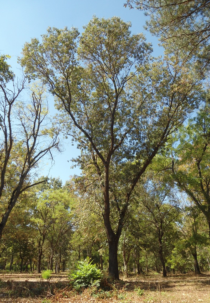 Fraxinus pallisiae