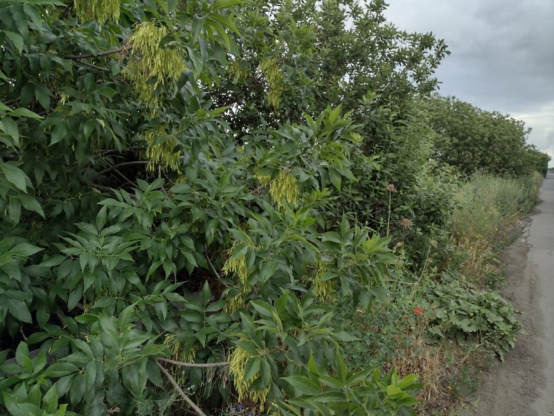 Fraxinus pallisiae photo 2