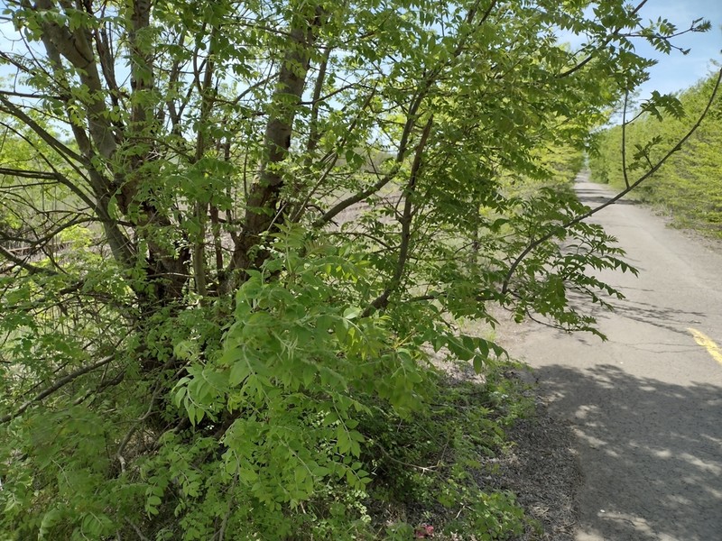 Fraxinus pallisiae photo 3