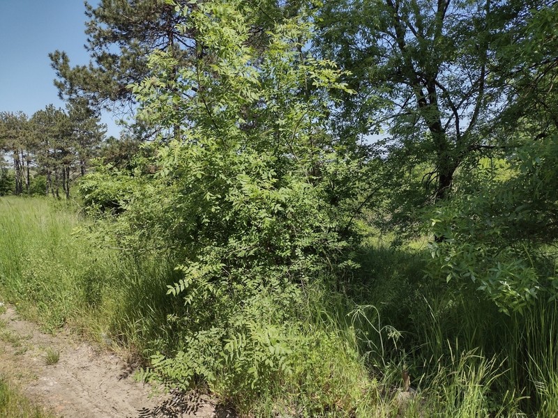 Fraxinus pallisiae photo 4