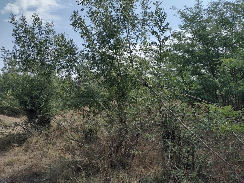 Fraxinus pallisiae photo 5