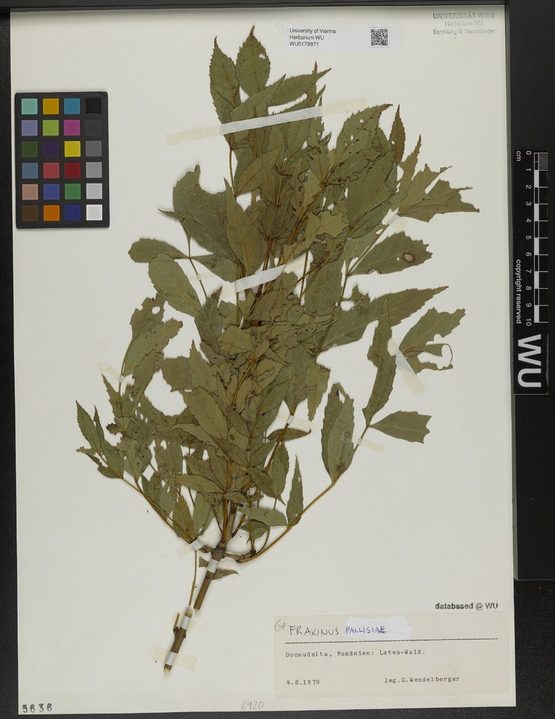Fraxinus pallisiae photo 6