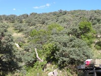 Chihuahuan Ash