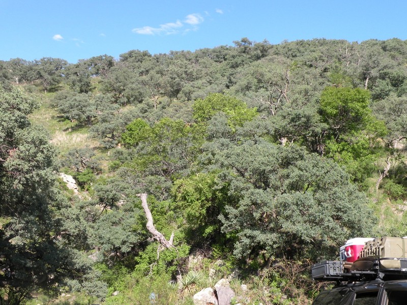 Chihuahuan Ash